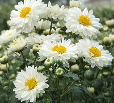 گل داوودی